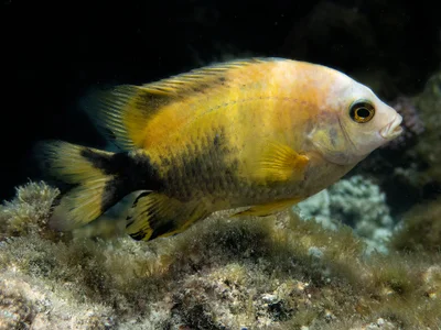 Stegastes nigricans
