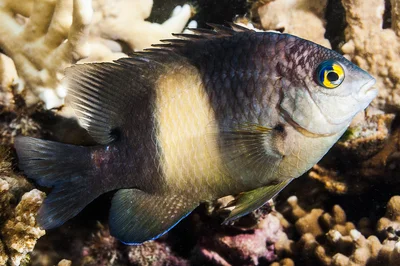 Dusky Gregory - Stegastes nigricans