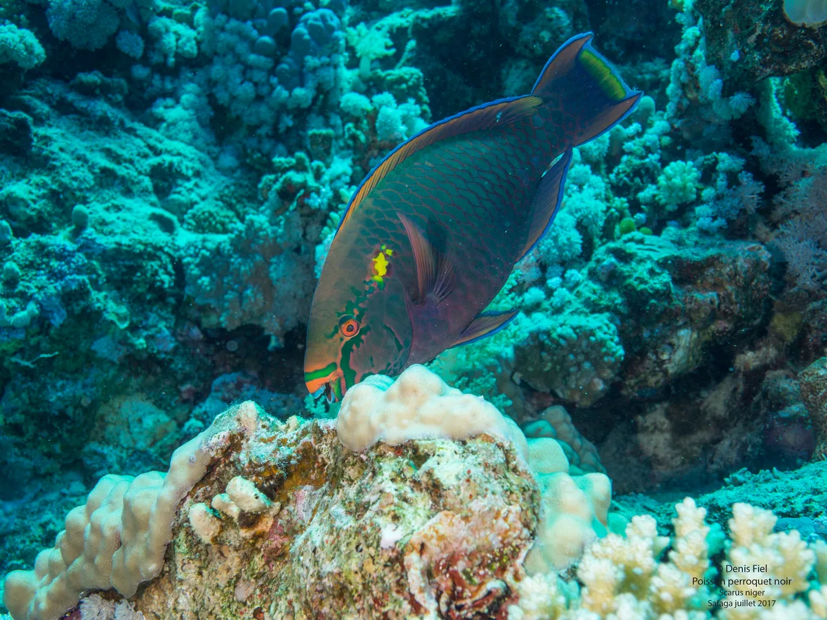 Dusky Parrotfish