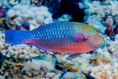 Swarthy parrotfish, initial phase - Scarus niger