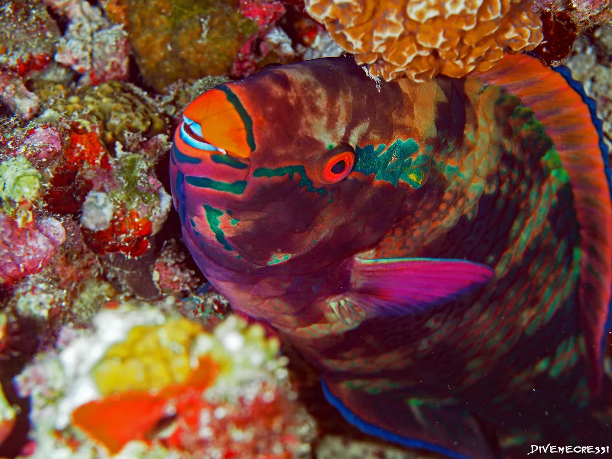 Parrotfish (Scarus niger) by Night