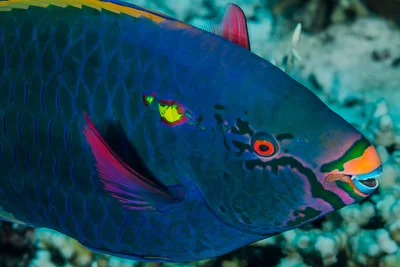 Swarthy Parrotfish, terminal phase portrait - Scarus niger