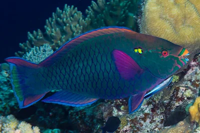 Swarthy Parrotfish terminal phase being cleaned by Bluestreak cleaner Wrasse - Scarus niger and Labroides dimidiatus