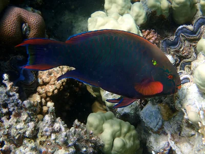 Scarus niger