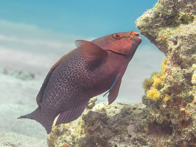 Swarthy Parrotfish - Scarus niger