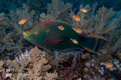 Scarus niger (Dusky Parrotfish)