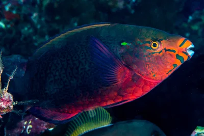 Swarthy Parrotfish, initial phase - Scarus niger