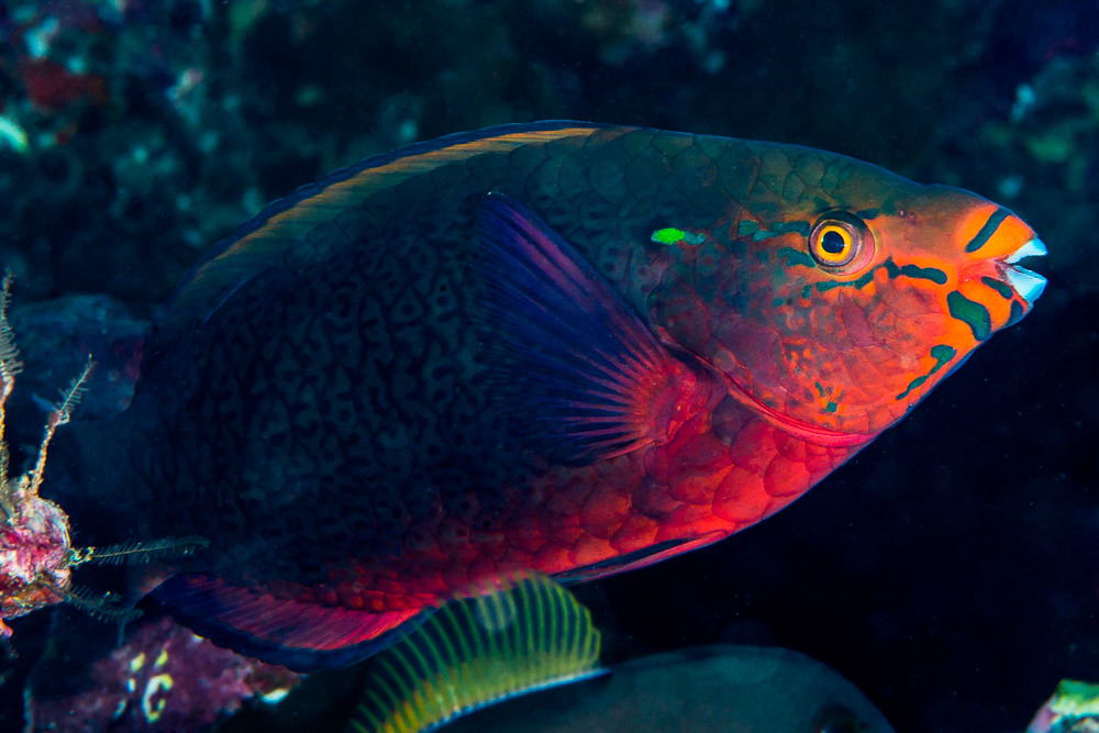 Swarthy Parrotfish, initial phase - Scarus niger