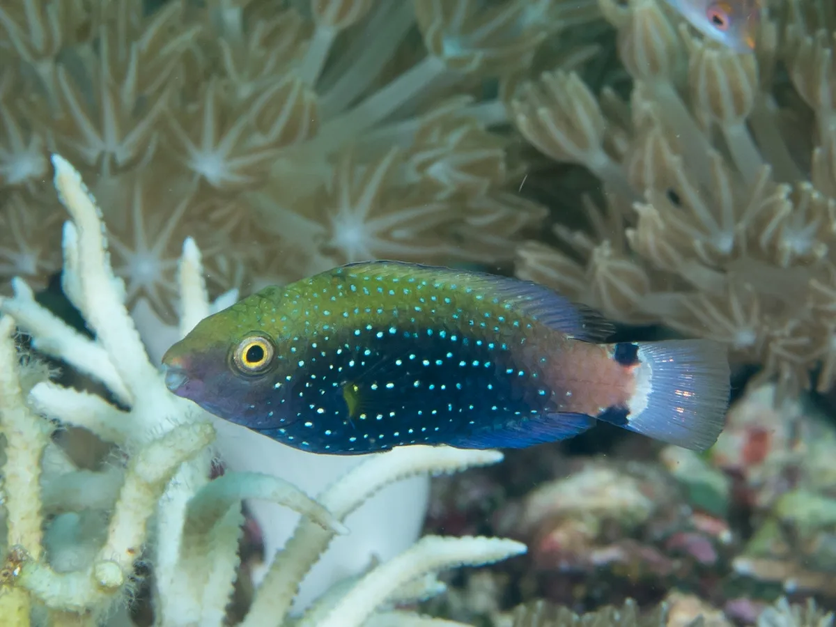 Swarthy parrotfish (Scarus niger)