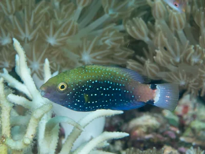 Swarthy parrotfish (Scarus niger)