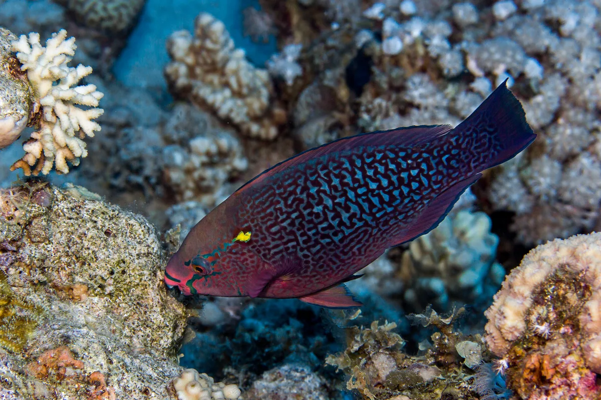 Dusky Parrotfish (Scarus niger)