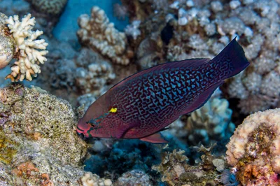 Dusky Parrotfish (Scarus niger)