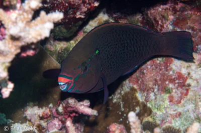 Swarthy Parrotfish (Scarus niger)