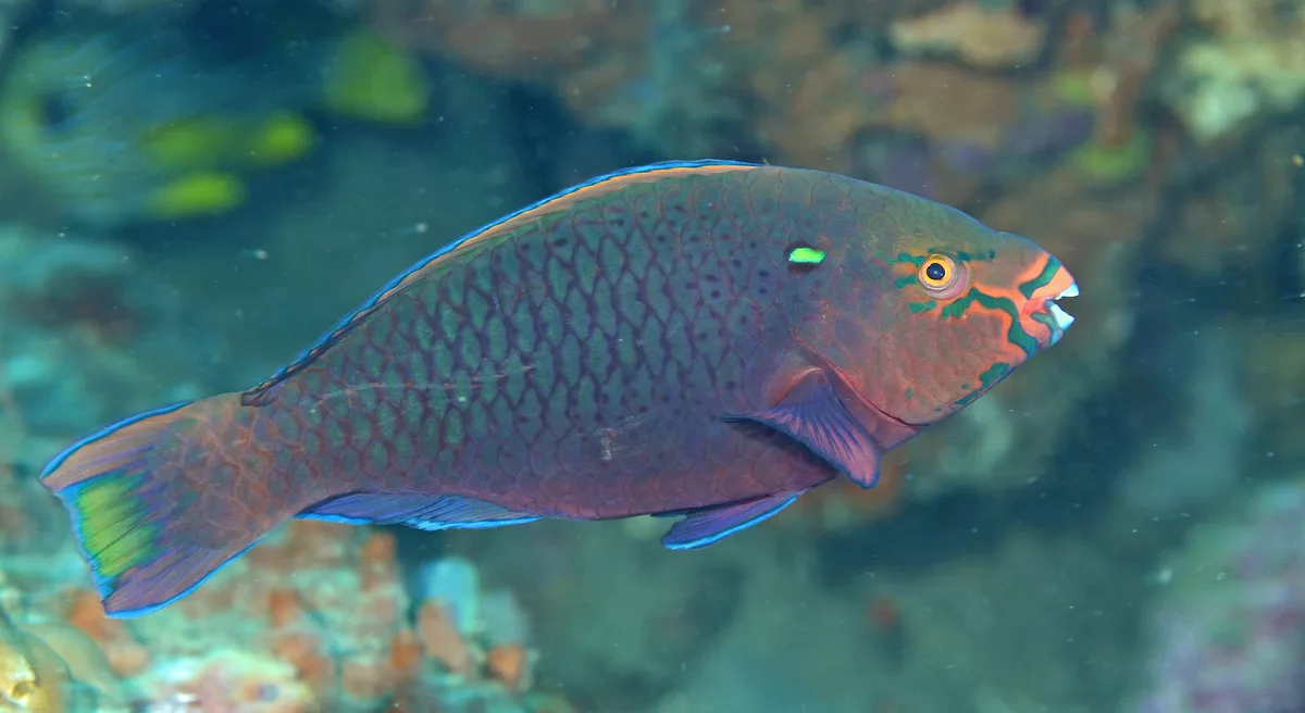 Scarus niger 13 5498