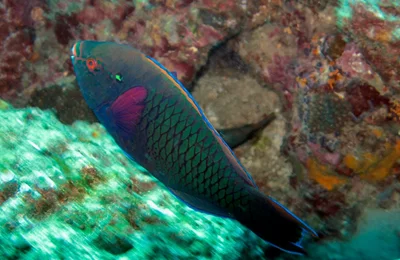 Swarthy Parrotfish (Scarus niger)