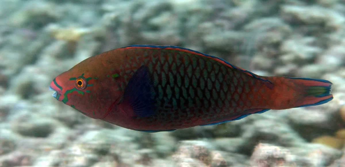 Scarus niger 14 7070