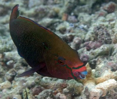 Scarus niger 14 7069