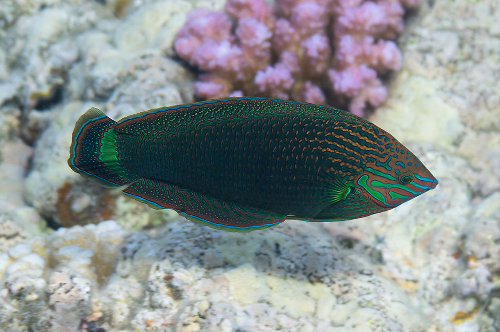 Halichoeres marginatus