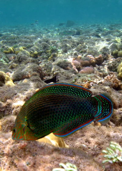 Halichoeres marginatus