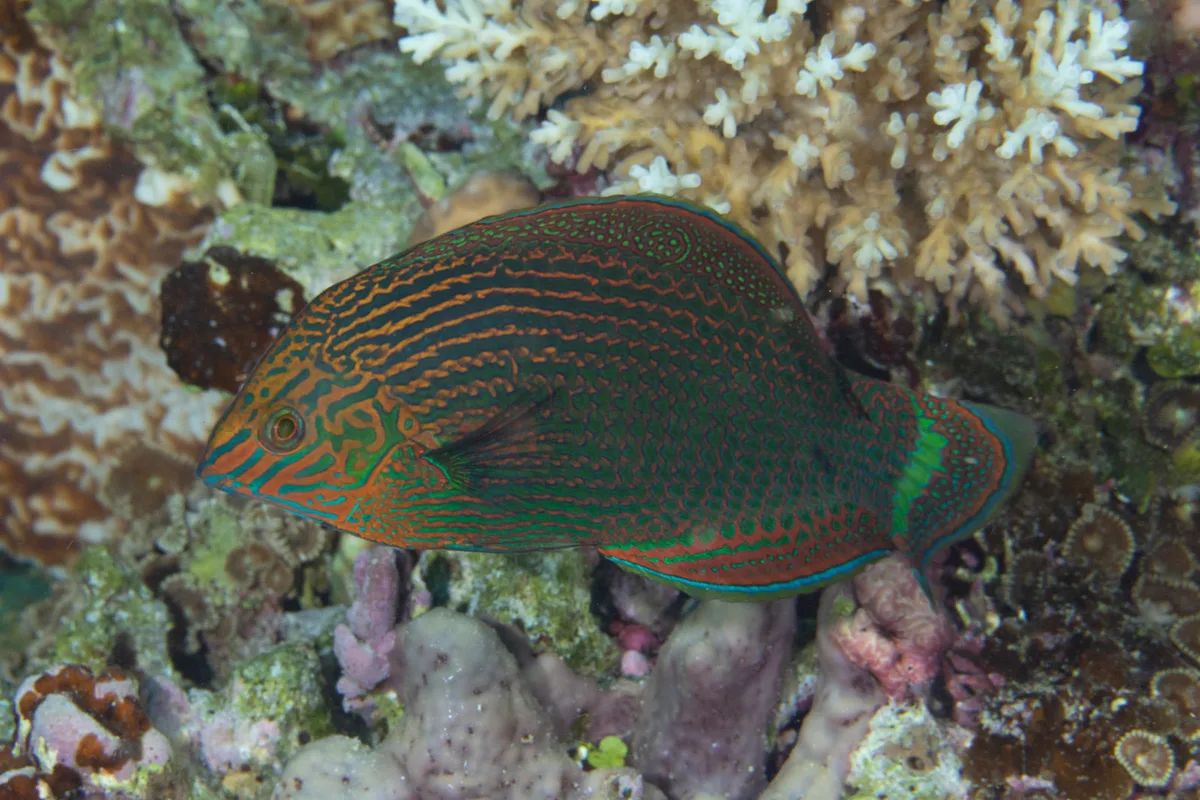 Dusky Wrasse