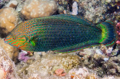 Red Sea Dusky wrasse, terminal phase - Halichoeres marginatus