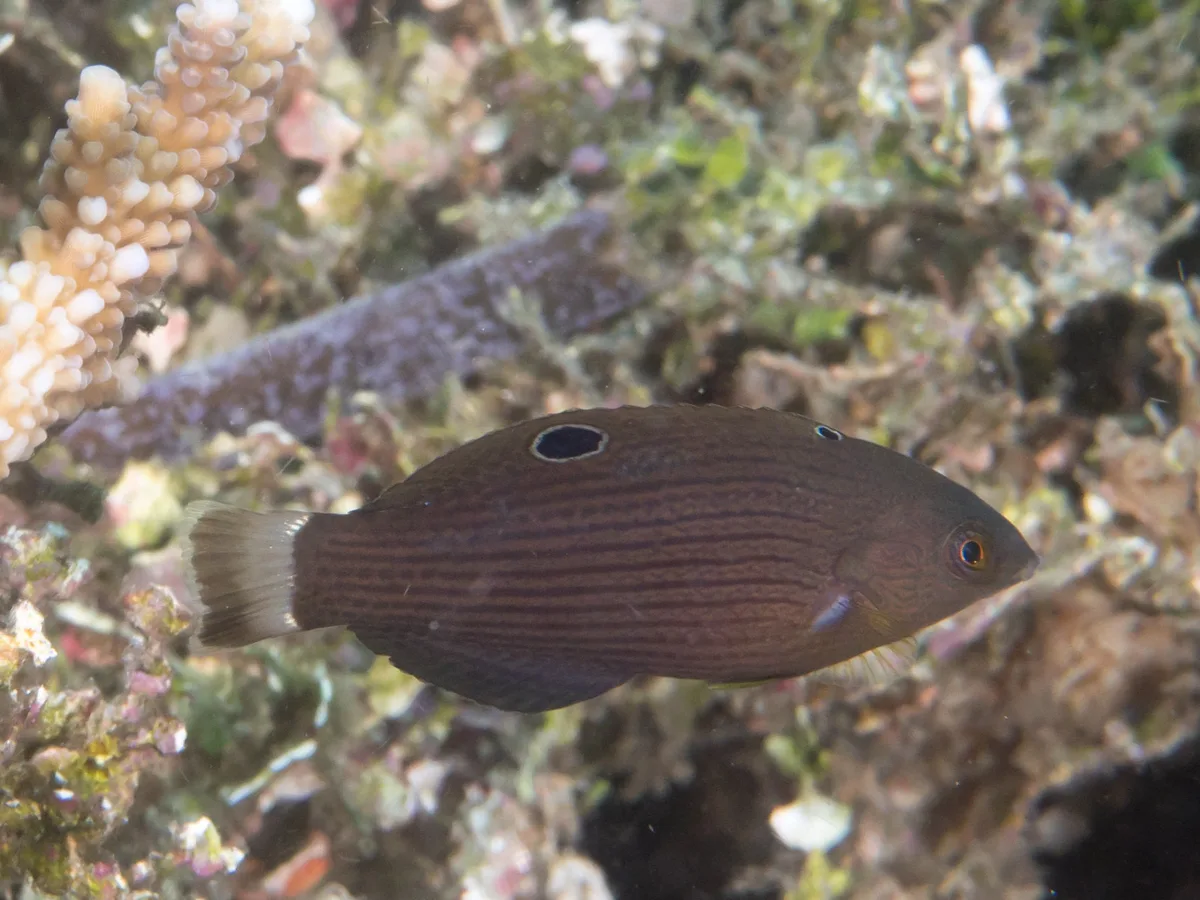 Dusky wrasse (Halichoeres marginatus)