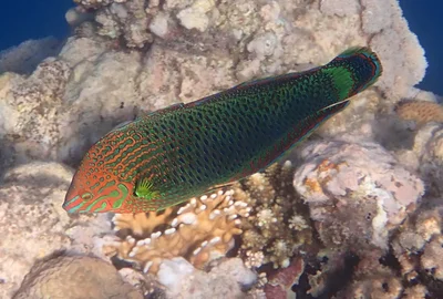 Halichoeres marginatus - 6RWX+9C Hurghada 2, Ägypten