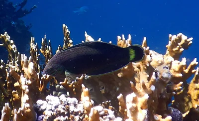 Halichoeres marginatus - Al-Qusayr, EG-BA, EG