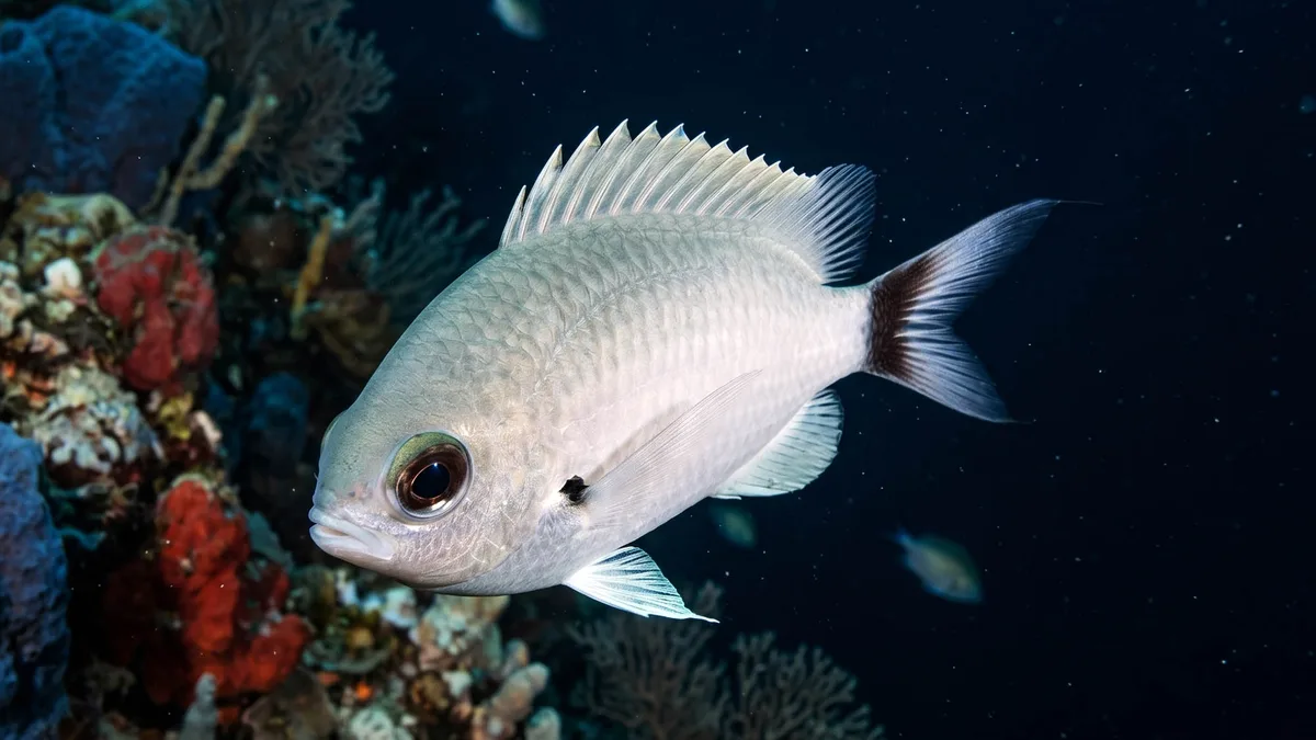 Duskytail Chromis