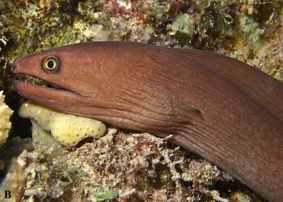 Dwarf Brown Moray
