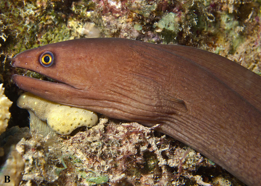 Dwarf Brown Moray
