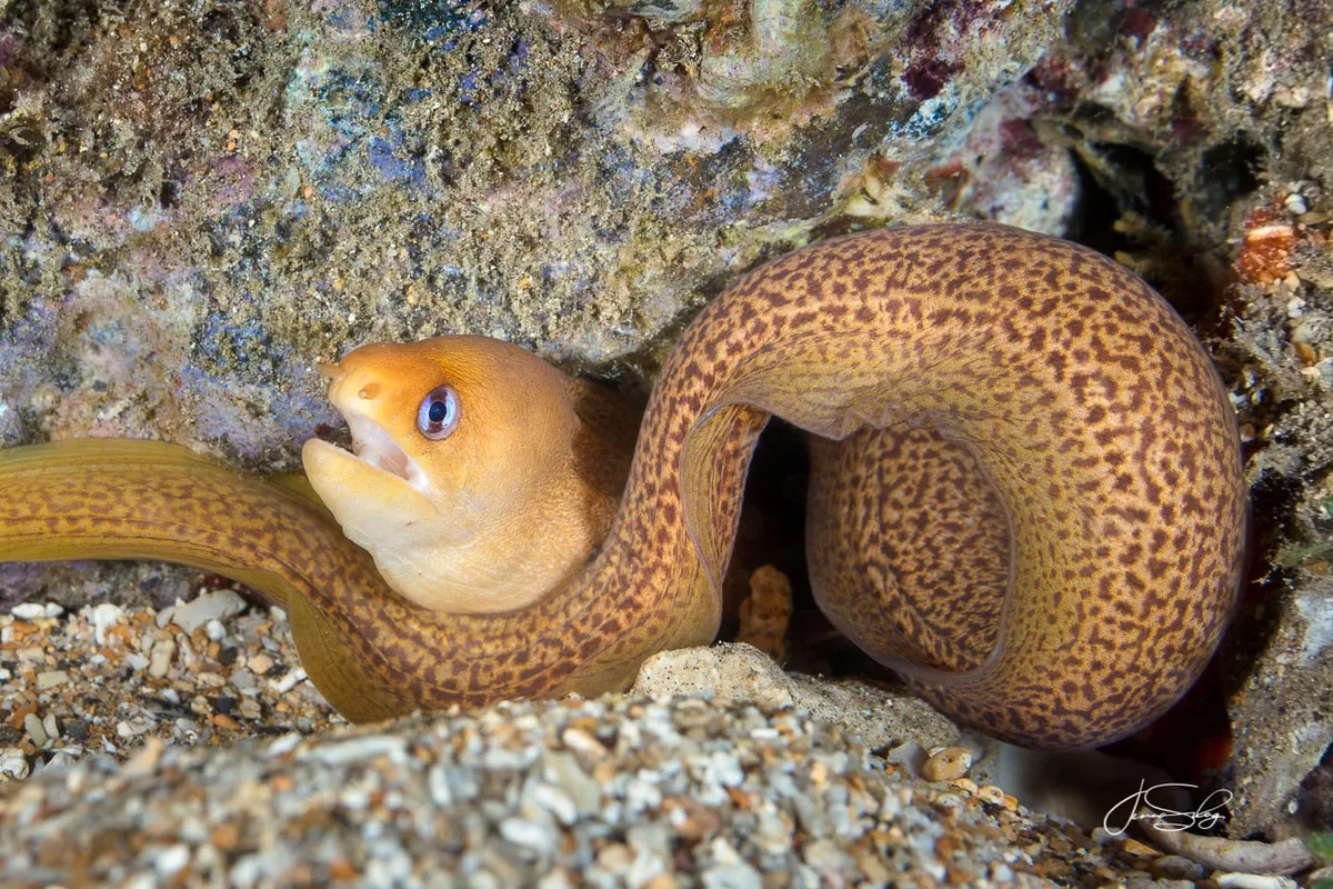 Dwarf Brown Moray