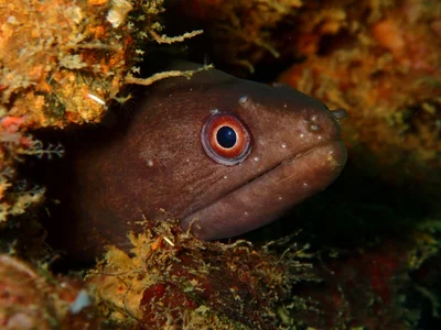Gymnothorax pindae - Dehiwala shipwrecks