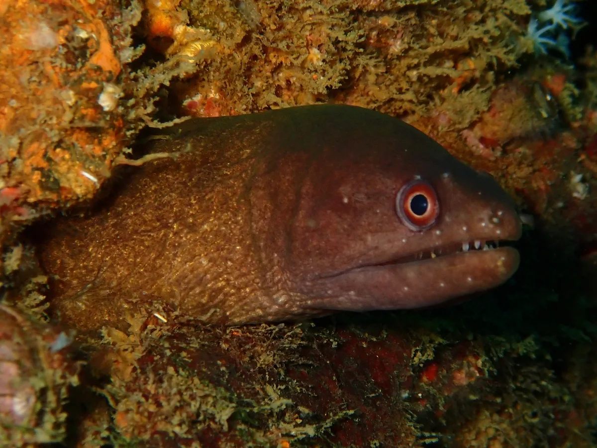 Gymnothorax pindae - Dehiwala shipwrecks