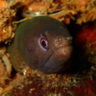 Gymnothorax pindae - Dehiwala shipwrecks