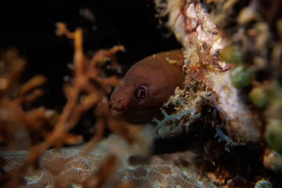 Gymnothorax pindae - Mabini, PH-BT, PH