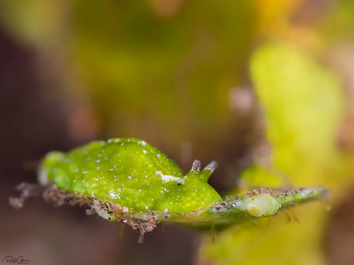 Halimeda slug - Elysia pusilla