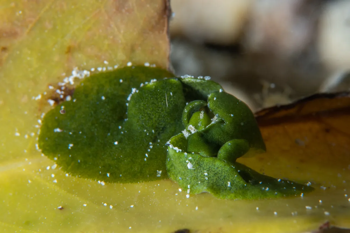 Elysia pusilla mating