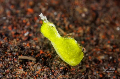 Elysia pusilla. Tulamben. Bali.