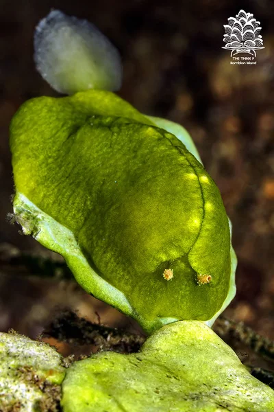 Elysia pusilla, Romblon Island, Philippines