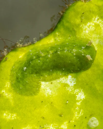 Elysia pusilla - Lembeh Strait, Indonésie