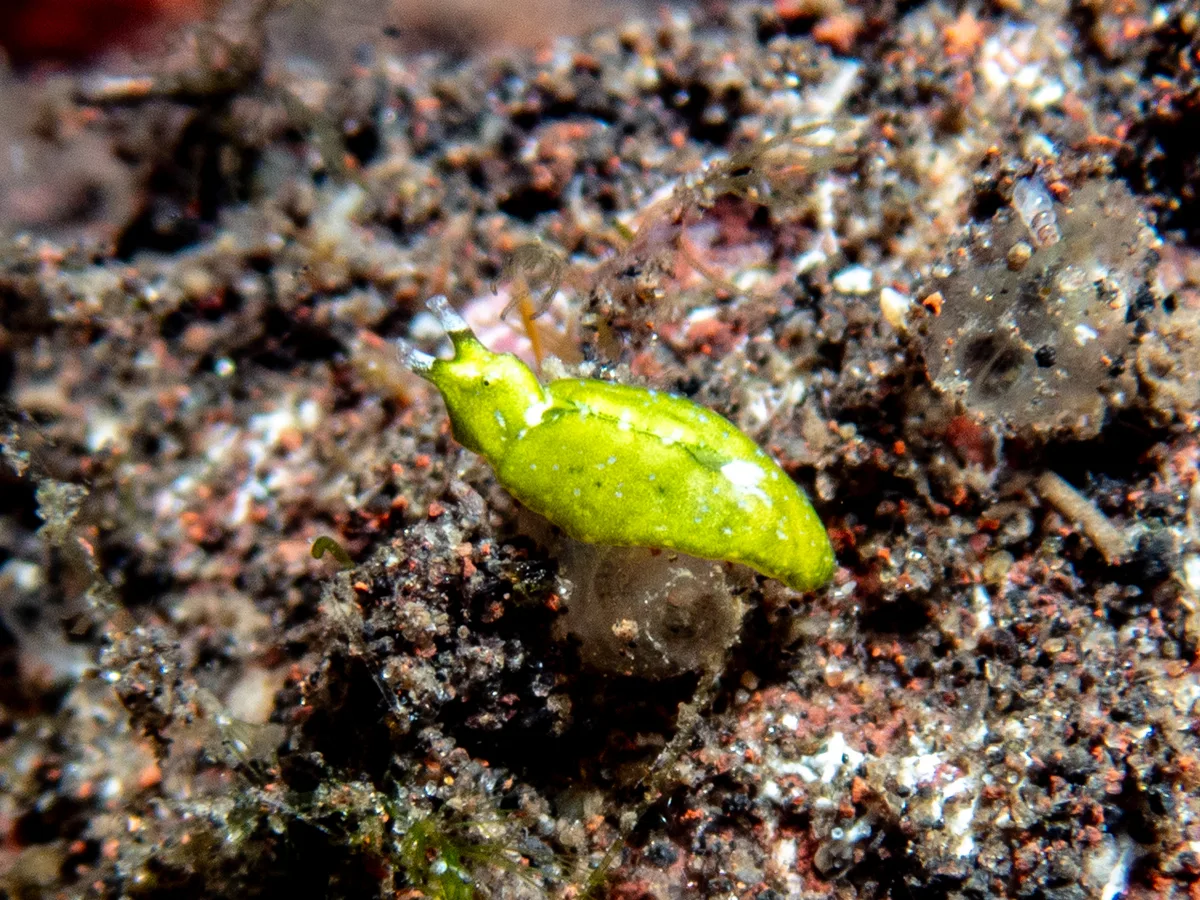 Elysia pusilla - Bali, Indonesia