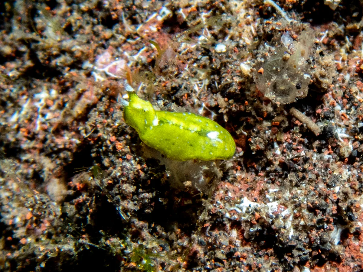 Elysia pusilla - Bali, Indonesia