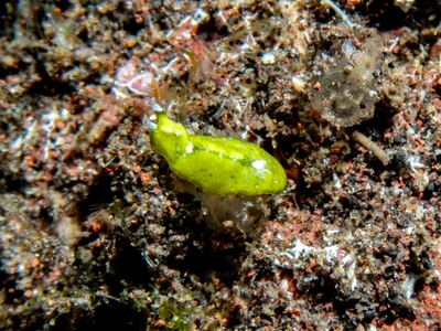 Elysia pusilla - Bali, Indonesia
