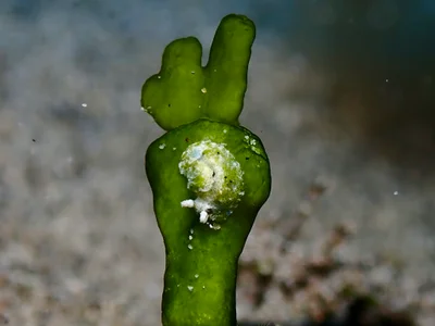 Elysia pusilla - Hawaii County, HI, USA