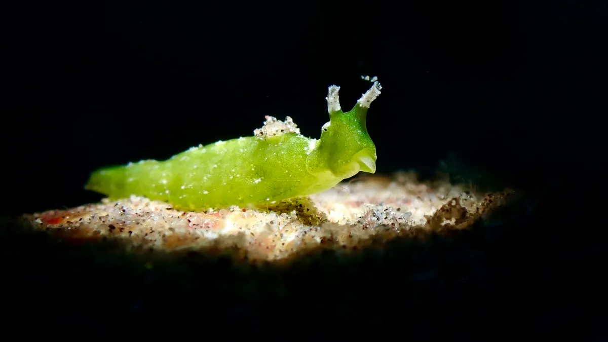 Elysia pusilla - Zamboanguita, Negros Oriental, Philippines