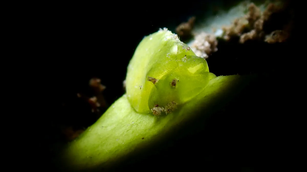 Elysia pusilla - Zamboanguita, Negros Oriental, Philippines