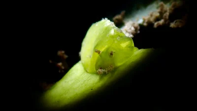 Elysia pusilla - Zamboanguita, Negros Oriental, Philippines