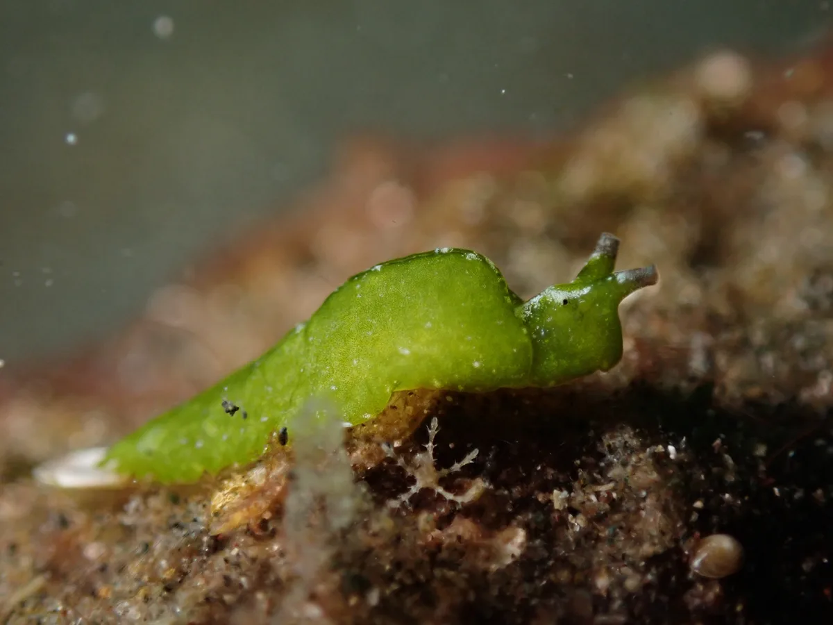 Elysia pusilla - Bitung, ID-SW, ID