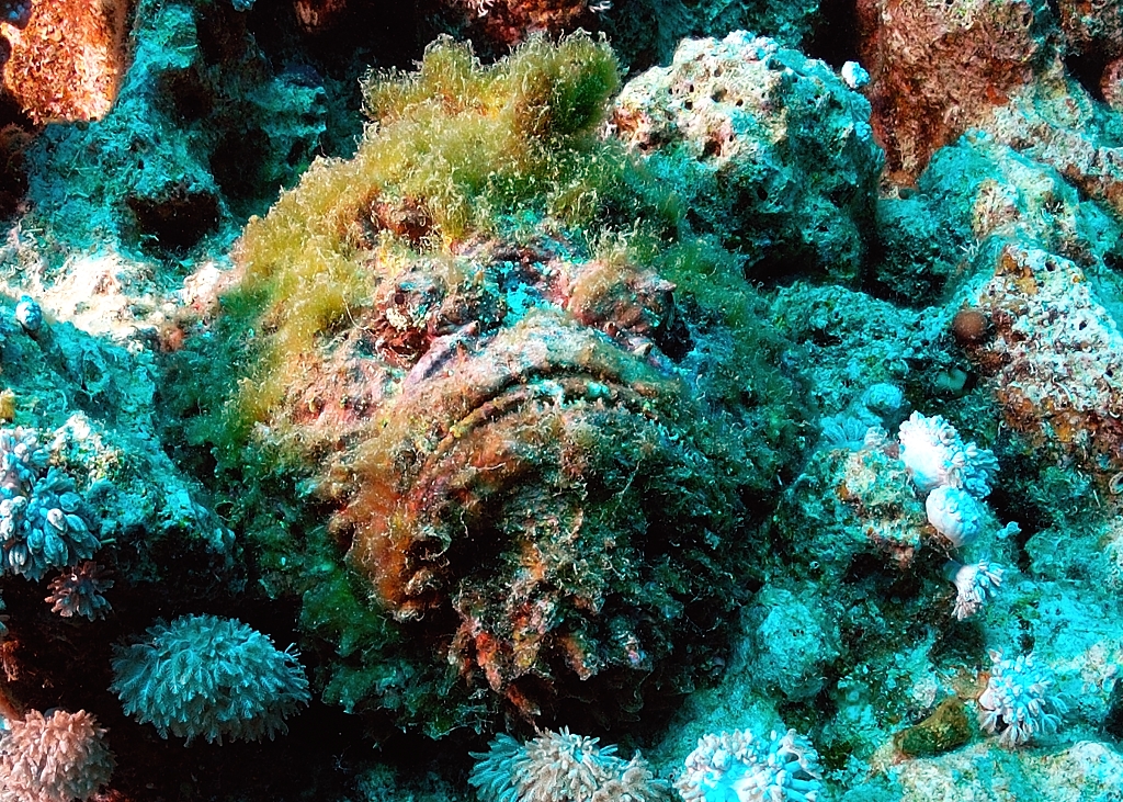 Stonefish